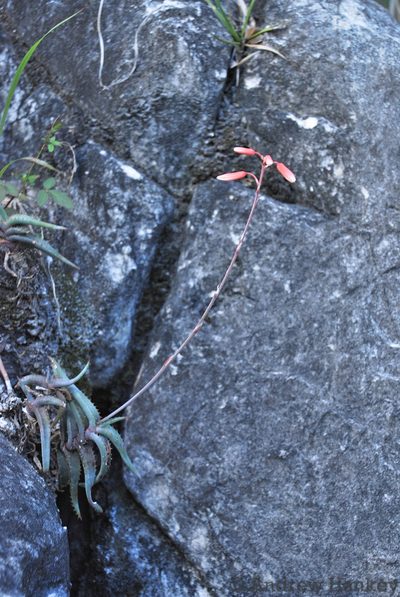 Aloe inexpectata, photographed by Andrew Hankey