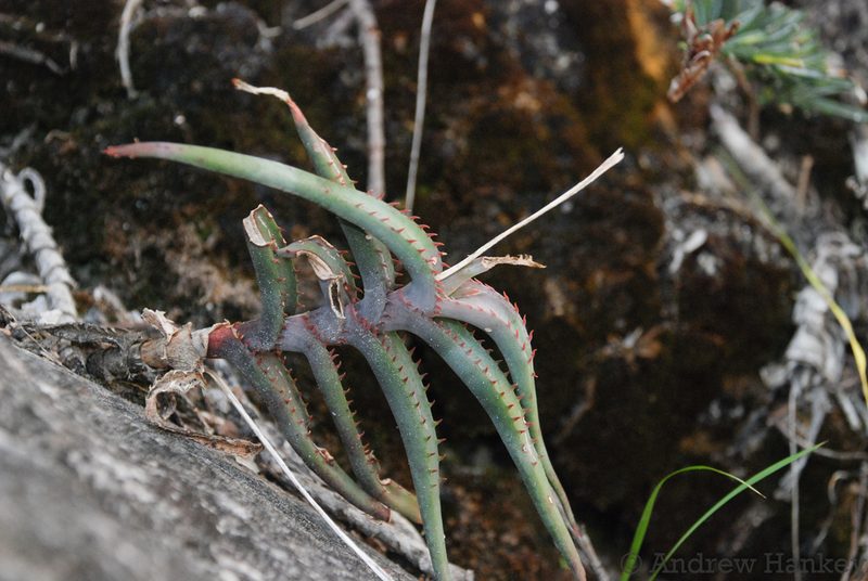 Aloe inexpectata, photographed by Andrew Hankey
