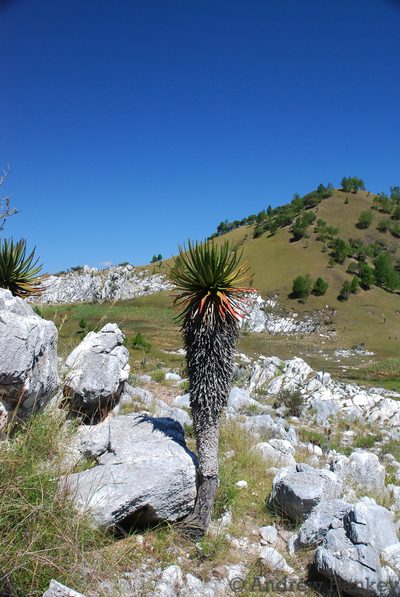 Aloe cipolinicola, photographed by Andrew Hankey