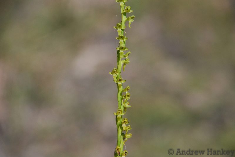 Benthamia rostrata, photographed by Andrew Hankey