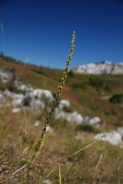 Benthamia rostrata, photographed by Andrew Hankey