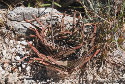 Aloe calcairophila, photographed by Andrew Hankey