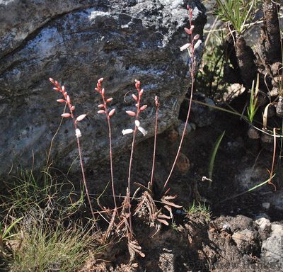 Aloe calcairophila, photographed by Andrew Hankey