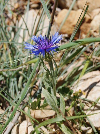 Centaurea cyanoides, photographed by Nasser Halaweh