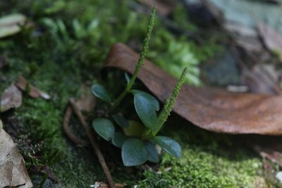 Peperomia bellendenkerensis, photographed by Hugo Innes