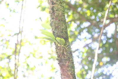 Bulbophyllum baileyi, photographed by Hugo Innes
