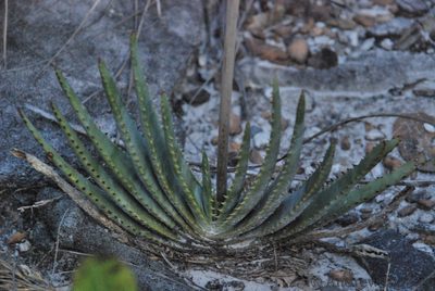Aloe compressa, photographed by Andrew Hankey