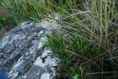 Podocarpus capuronii, photographed by Andrew Hankey