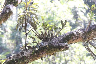 Dendrobium jonesii, photographed by Hugo Innes