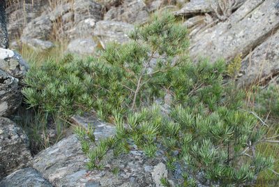 Podocarpus capuronii, photographed by Andrew Hankey