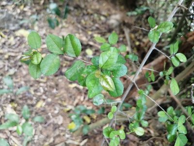 Sageretia thea, photographed by 五色鳥