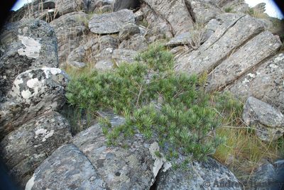 Podocarpus capuronii, photographed by Andrew Hankey