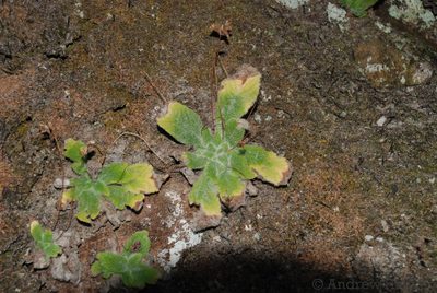 Streptocarpus ibityensis, photographed by Andrew Hankey
