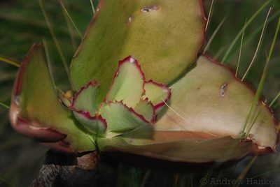 Kalanchoe synsepala, photographed by Andrew Hankey