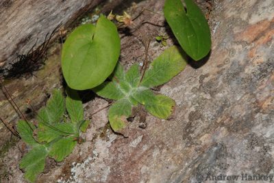Streptocarpus ibityensis, photographed by Andrew Hankey