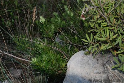 Podocarpus capuronii, photographed by Andrew Hankey