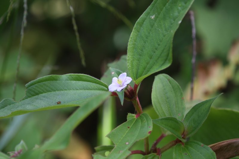 Tristemma mauritianum, photographed by Hugo Innes