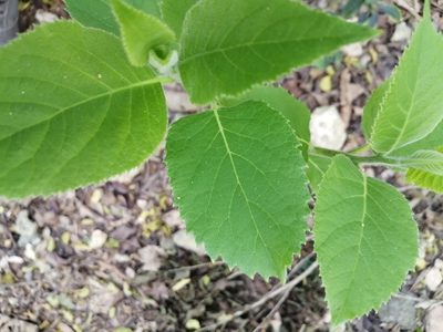 Ehretia dicksonii, photographed by 五色鳥