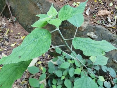 Boehmeria nivea, photographed by 五色鳥