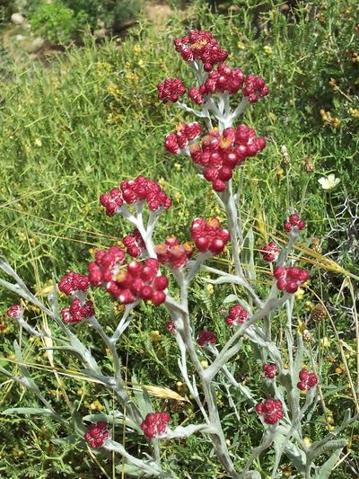 Helichrysum sanguineum, photographed by Nasser Halaweh
