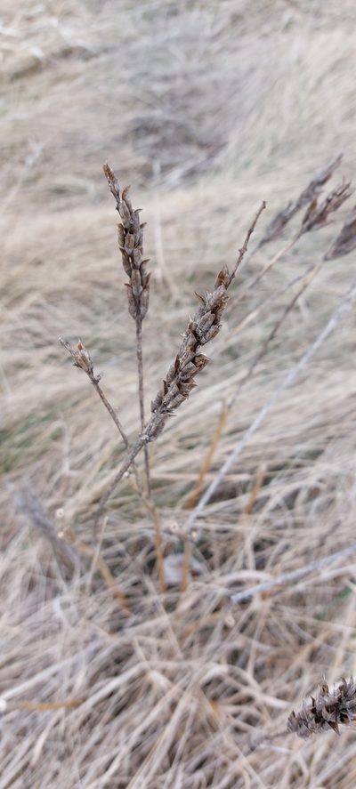 Astragalus asper, photographed by Tristan Haab