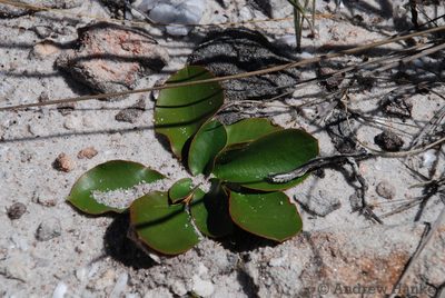 Euphorbia subapoda, photographed by Andrew Hankey