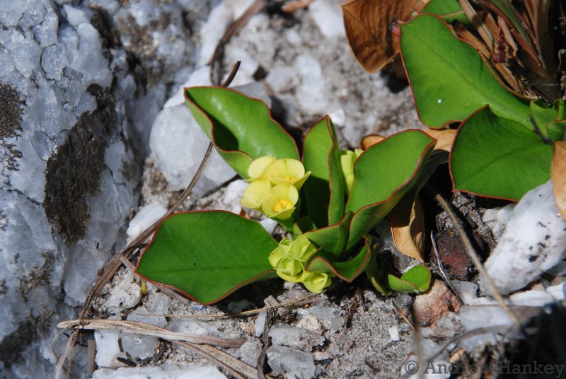 Euphorbia subapoda, photographed by Andrew Hankey