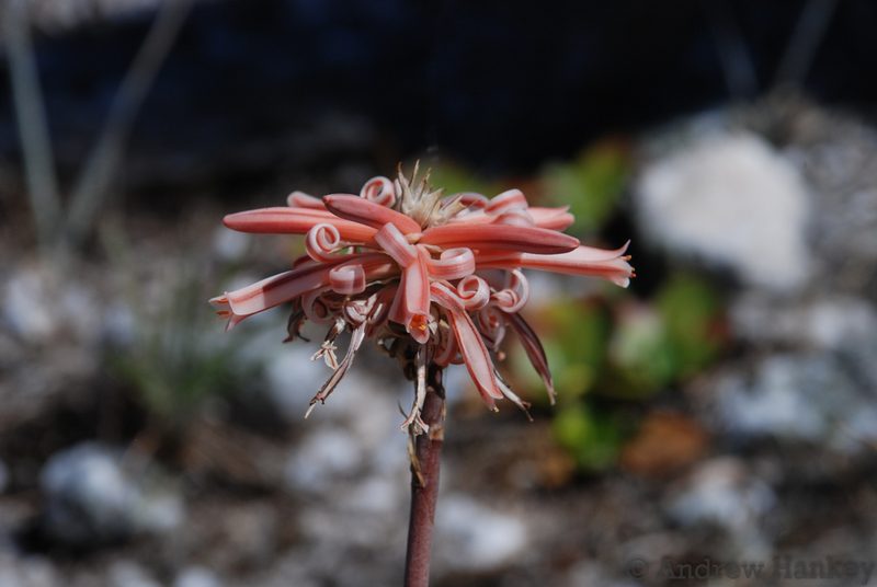 Aloe compressa, photographed by Andrew Hankey