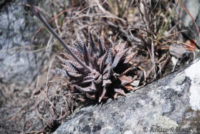 Aloe parvula, photographed by Andrew Hankey