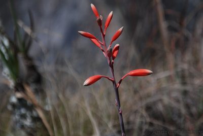 Aloe parvula, photographed by Andrew Hankey