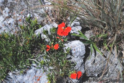 Crossandra grandidieri, photographed by Andrew Hankey