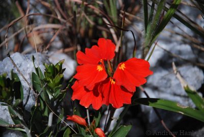 Crossandra grandidieri, photographed by Andrew Hankey