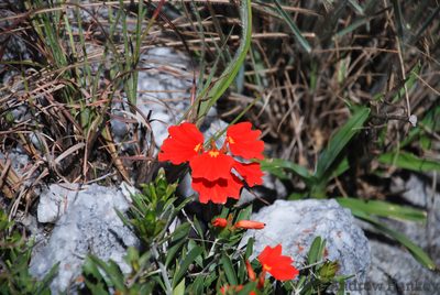 Crossandra grandidieri, photographed by Andrew Hankey