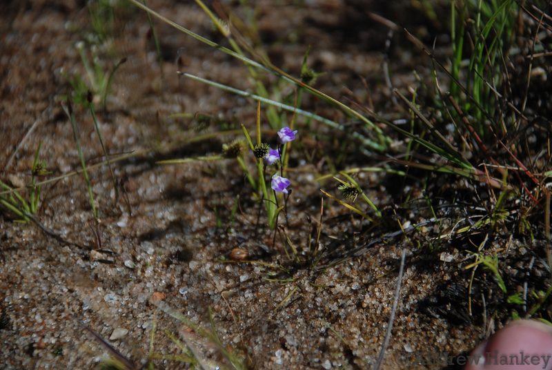 Utricularia arenaria, photographed by Andrew Hankey