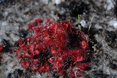 Drosera burkeana, photographed by Andrew Hankey
