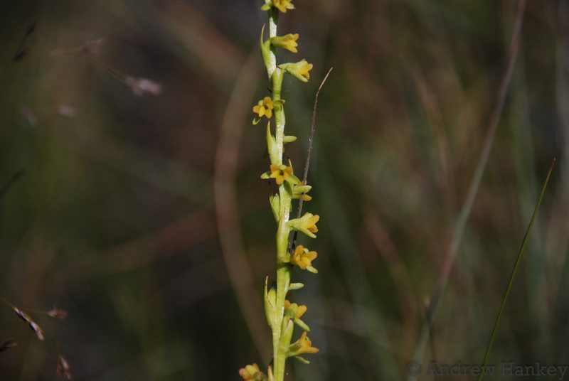 Cynorkis cinnabarina, photographed by Andrew Hankey