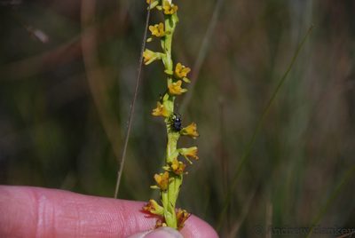 Cynorkis cinnabarina, photographed by Andrew Hankey