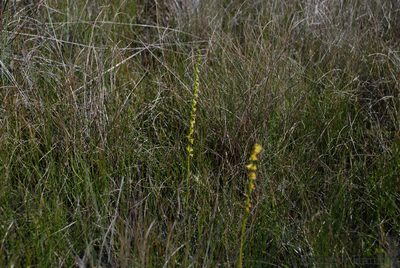 Cynorkis cinnabarina, photographed by Andrew Hankey