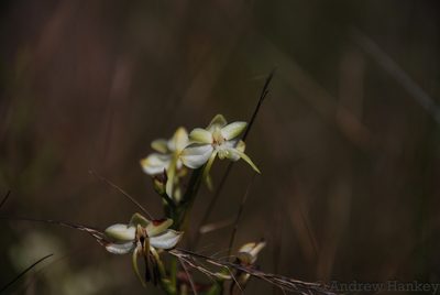 Habenaria ambositrana, photographed by Andrew Hankey