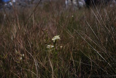 Habenaria ambositrana, photographed by Andrew Hankey