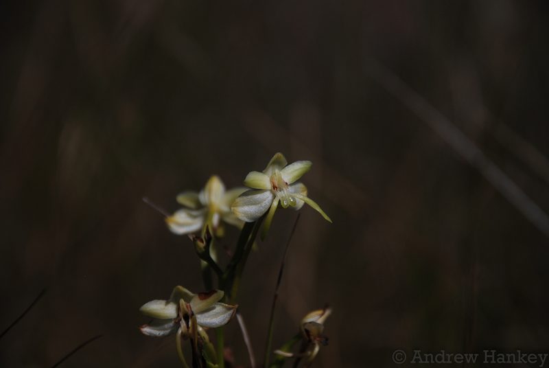 Habenaria ambositrana, photographed by Andrew Hankey