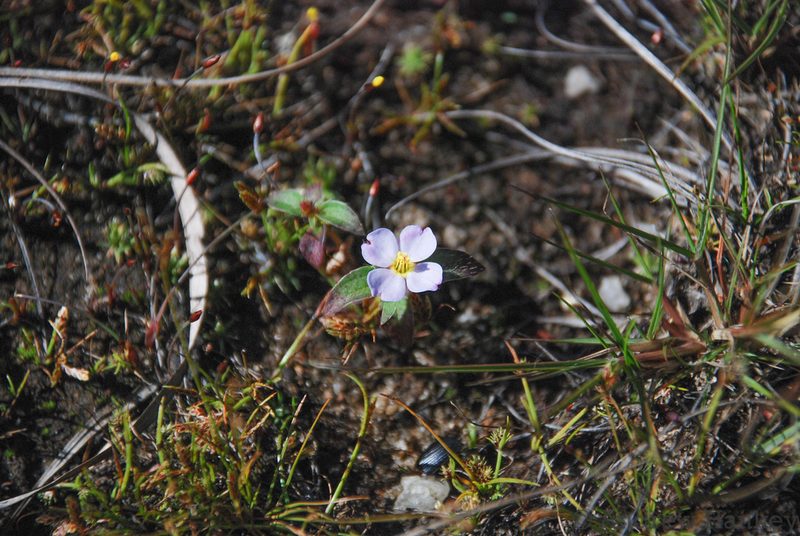 Antherotoma naudinii, photographed by Andrew Hankey