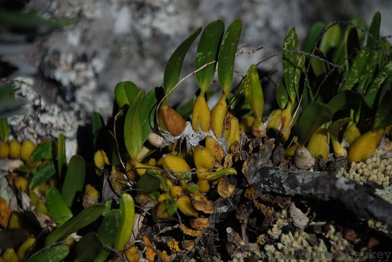 Bulbophyllum baronii, photographed by Andrew Hankey
