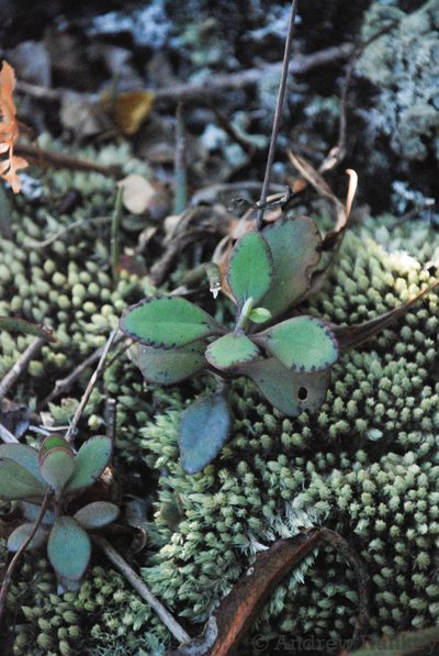 Kalanchoe miniata, photographed by Andrew Hankey