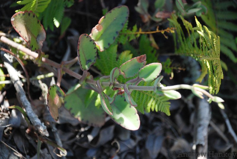 Kalanchoe miniata, photographed by Andrew Hankey