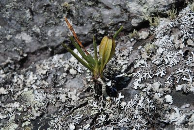 Angraecum rutenbergianum, photographed by Andrew Hankey