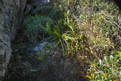 Aerangis ellisii, photographed by Andrew Hankey