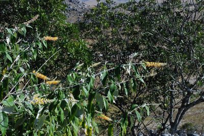 Buddleja madagascariensis, photographed by Andrew Hankey
