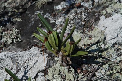 Angraecum rutenbergianum, photographed by Andrew Hankey
