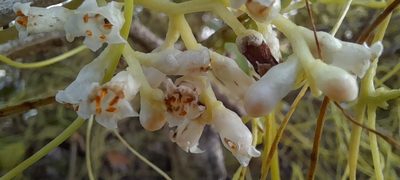 Cuscuta reflexa, photographed by P Jeganathan